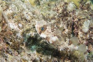 A ball porcupine fish photo