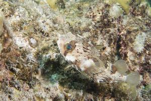 A ball porcupine fish photo