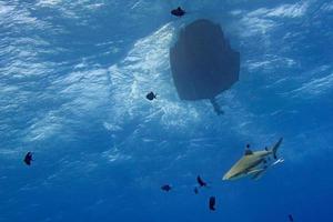 black tip shark under boat in polynesia photo