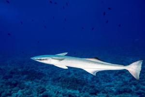 Remora suckerfish in blue ocean of polynesia photo