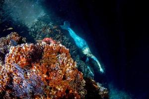 sirena nadando bajo el agua en el mar azul profundo foto