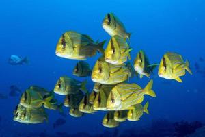 Yellow grouper sweetlips school of fish underwater photo