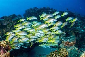 Yellow grouper sweetlips school of fish underwater photo