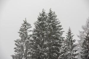 Forest while snowing in winter photo