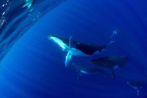 ballena jorobada bajo el agua en moorea, polinesia francesa foto