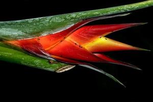 flor de heliconia en bali indonesia en negro foto