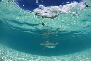 nadar con tiburones bajo el agua en la polinesia francesa foto