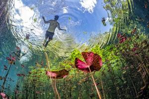 underwater gardens and water plants in cenotes cave diving in Mexico photo