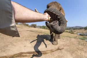 human hand touching elephant trunk photo