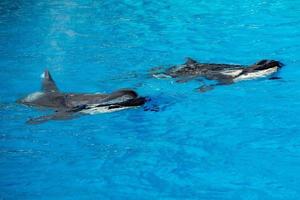 orca killer whale while swimming photo