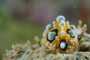 An orange, white an black nudibranch in Cebu Philippines photo