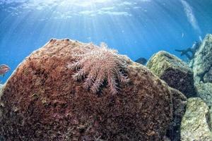 sea stars in a reef colorful underwater landscape photo