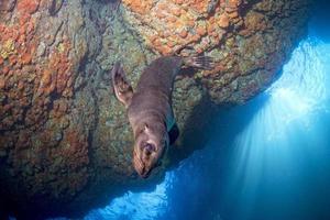 Puppy sea lion underwater looking at you photo