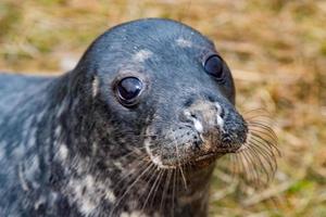 cachorro de foca gris mientras te mira foto