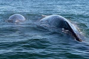 grey whale watching in baja california photo