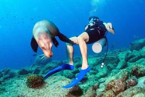 fotógrafo buzo acercándose a la familia de leones marinos bajo el agua foto