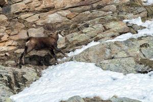 chamois deer on snow portrait photo