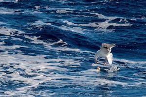 Seagull while fighting for food photo