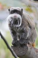 Emperor Tamarin monkey photo