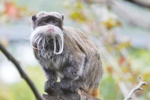 Emperor Tamarin monkey isolated close up portrait photo