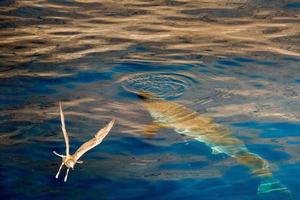 Great White shark ready to attack photo