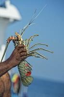 Hand of old man on a fishing boat holding a lobster photo