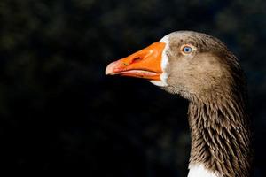 Goose isolated close up portrait photo