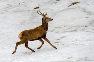 deer running on the snow in christmas time photo