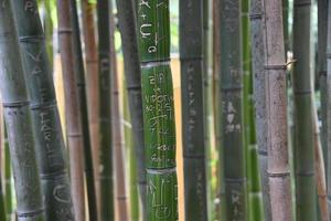 love writings on green bamboo photo