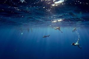 people snorkeling with sharks in blue ocean of polynesia photo