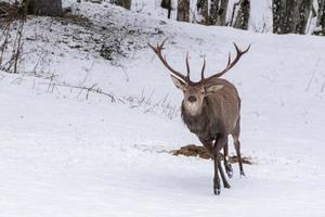 red deer on snow background photo