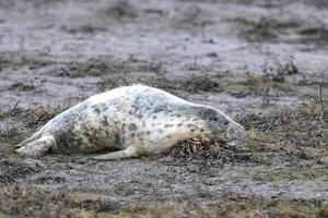 Foca gris relajándose en Donna Nook Beach linconshire foto