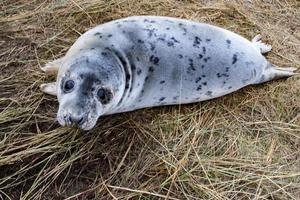 grey seal puppy while relaxing on the beach in Great Britain photo