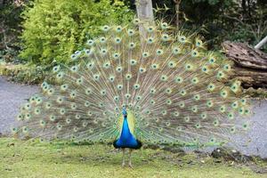 peacock bird wonderful feather open wheel portrait photo