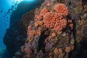 diving in colorful reef underwater in mexico cortez sea cabo pulmo san lucas photo
