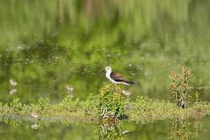 young puppy bird black-winged stilt and mother photo