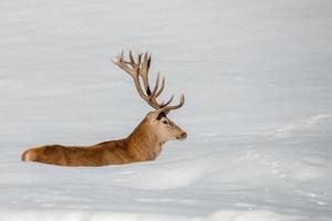 Deer portrait on the snow background photo