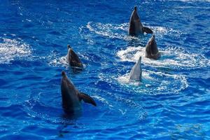 common dolphin jumping outside the ocean photo