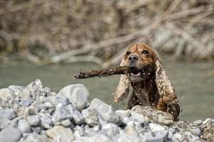 Puppy cocker spaniel playing in the water photo