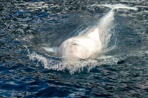 Beluga whale white dolphin portrait photo