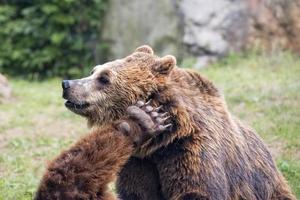 Two brown grizzly bears while fighting photo