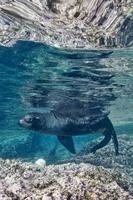 sea lion underwater looking at you photo