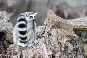 lemur monkey close up portrait photo