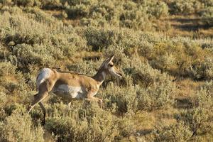 Pronghorn in Lamar Valley photo