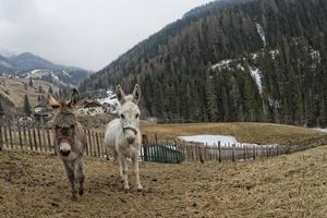 retrato de burro blanco foto