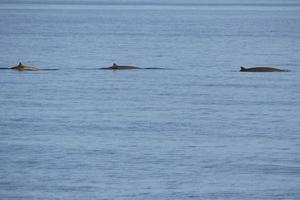 Cuvier Goose Beaked whale dolphin Ziphius cavirostris photo