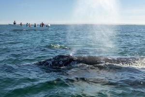 grey whale watching in baja california photo