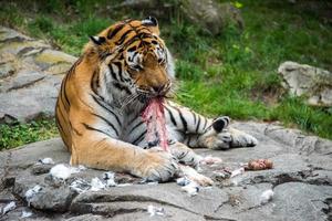 Siberian tiger while eating and looking at you photo