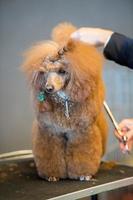 dog grooming at international dog show photo