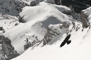 un cuervo sobre fondo de dolomitas foto